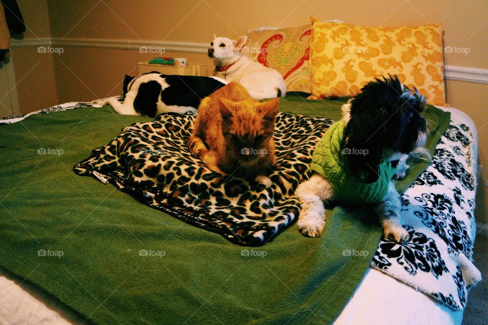 3 dogs and a cat on a bed