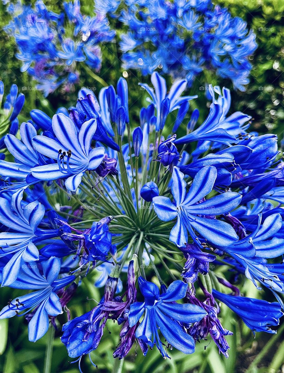 Blue Lily of the Nile Flowers