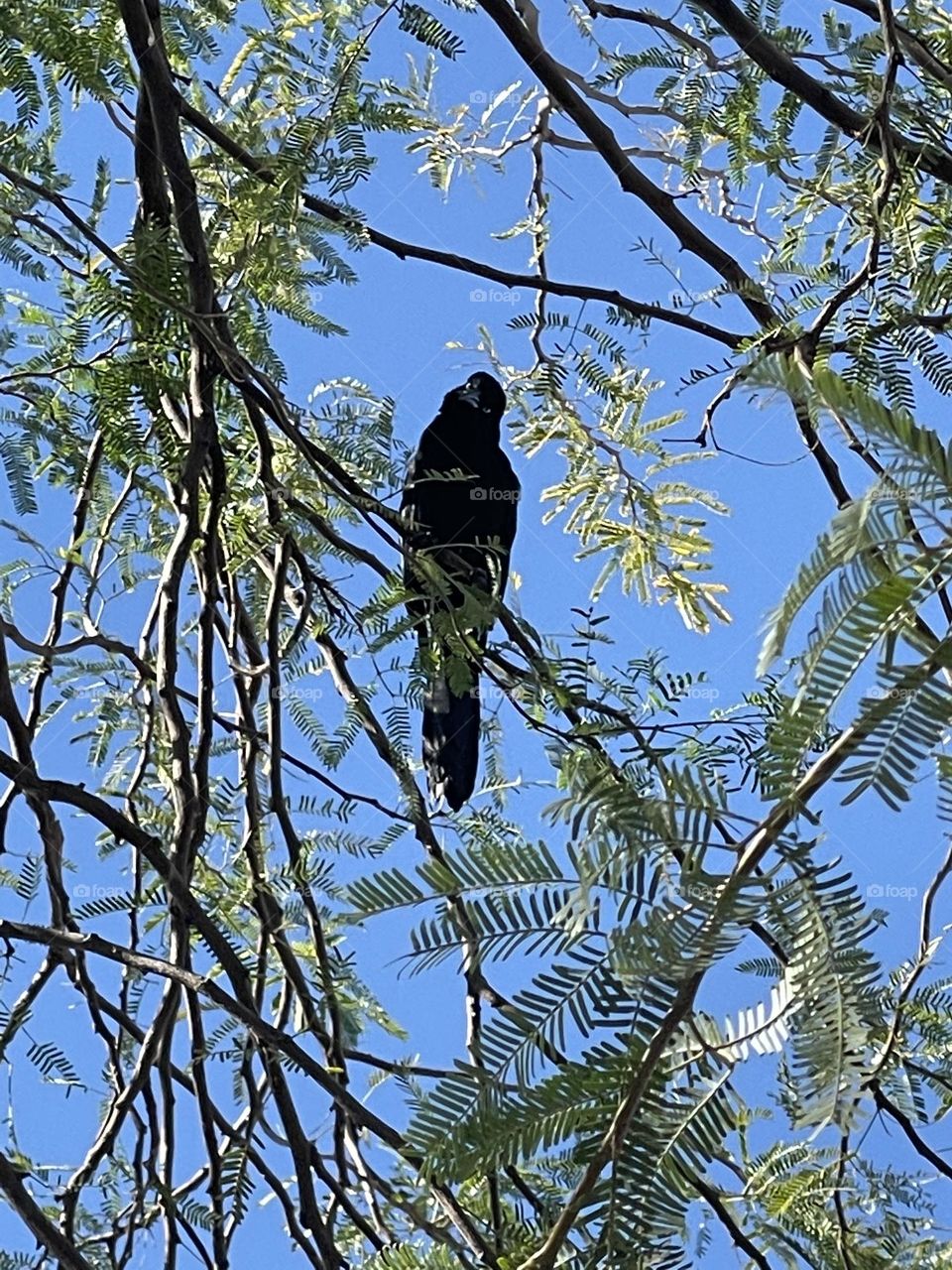 Keep a green tree in you hear. A bird will come and sing with you.