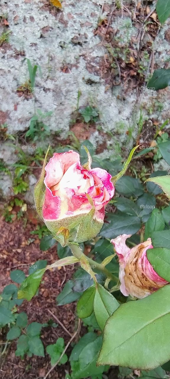 beautiful rose