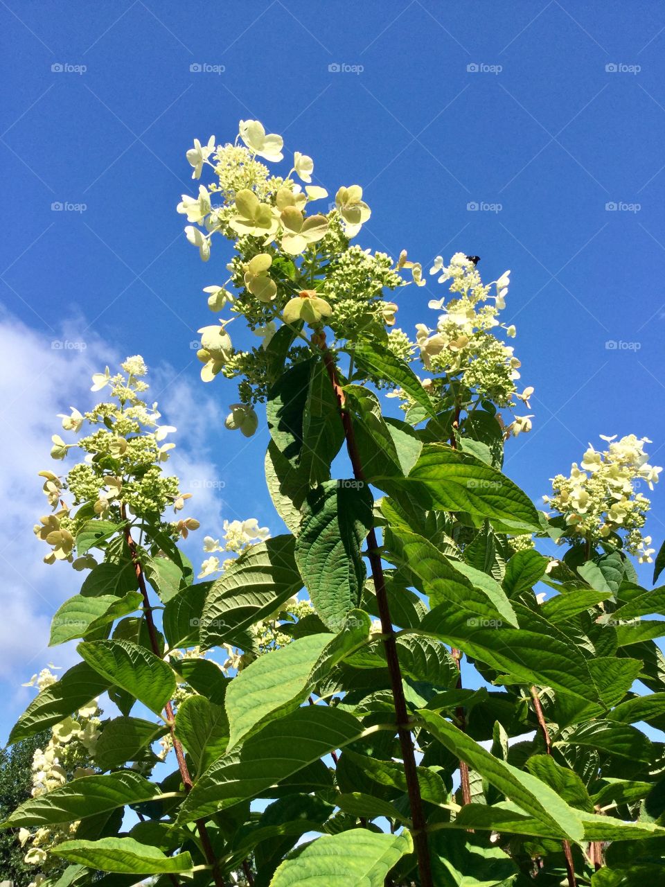Blue sky and flowers summer garden 