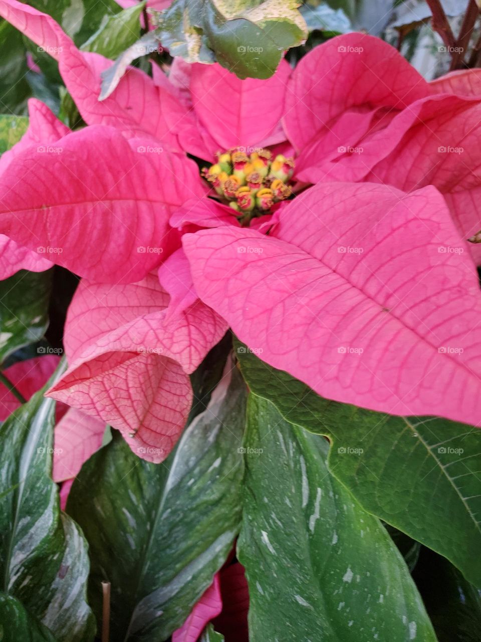 poinsettia