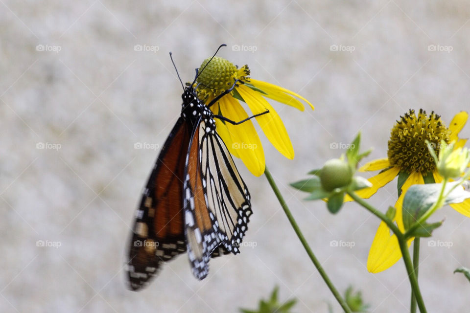 Monarch butterfly  