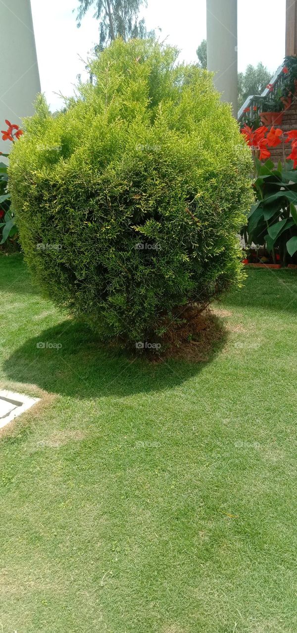 Reflection 🌳❤️