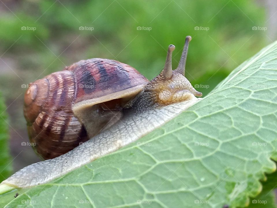 snails on the green leaves.