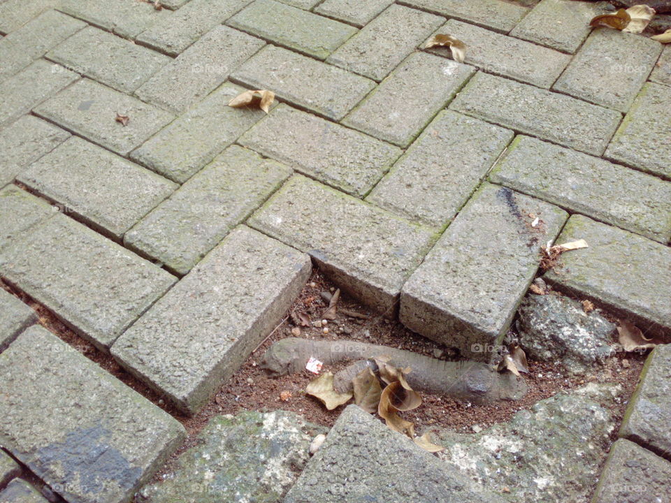 Brick Pavers