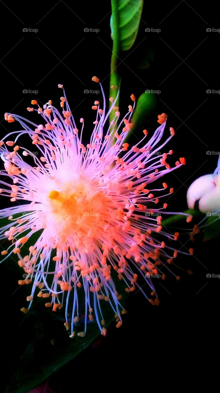 the beautiful picture I ever captured