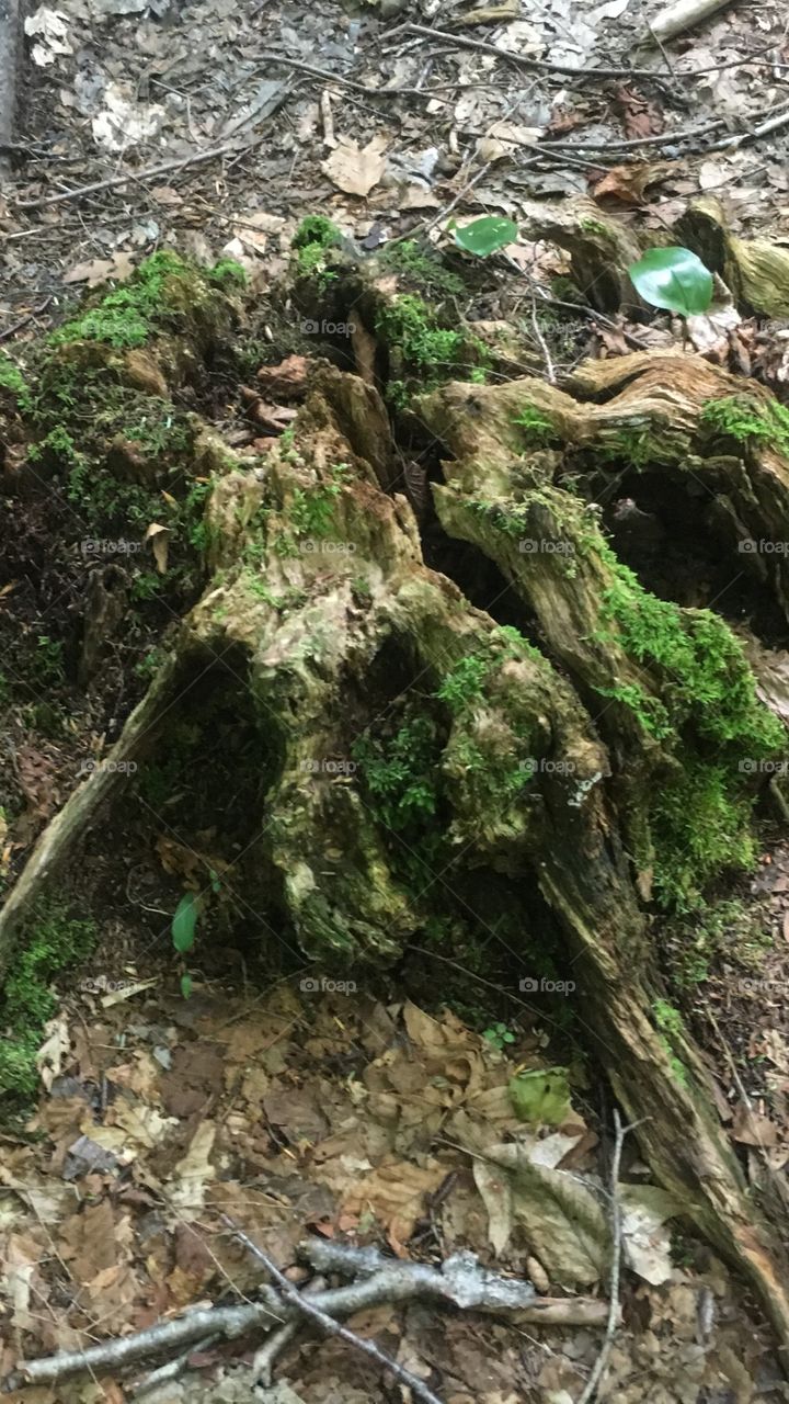 Interesting stump in the woods