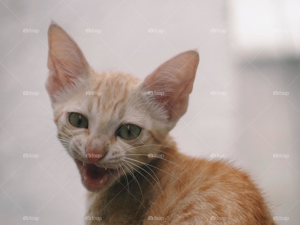 Fear in small kitten