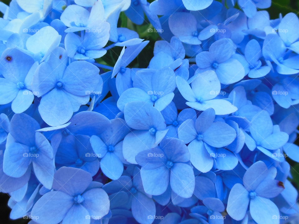 hydrangea blue