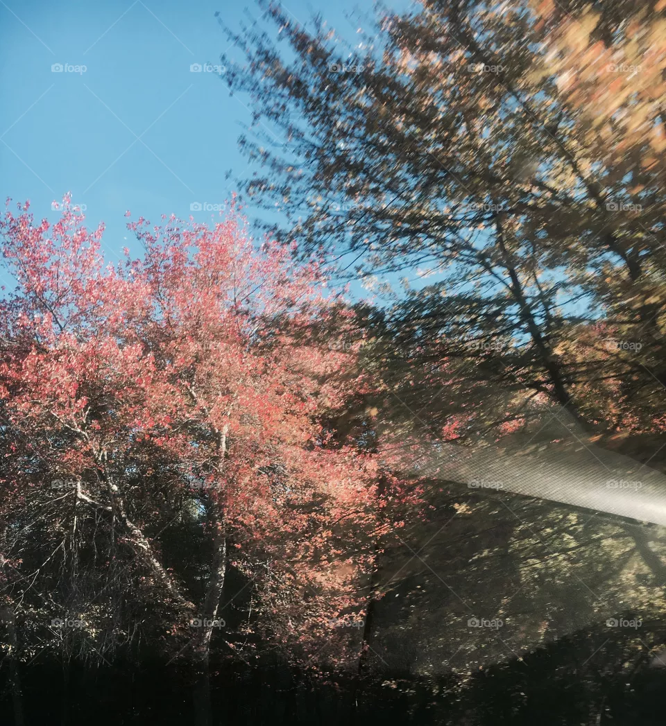 Fall 