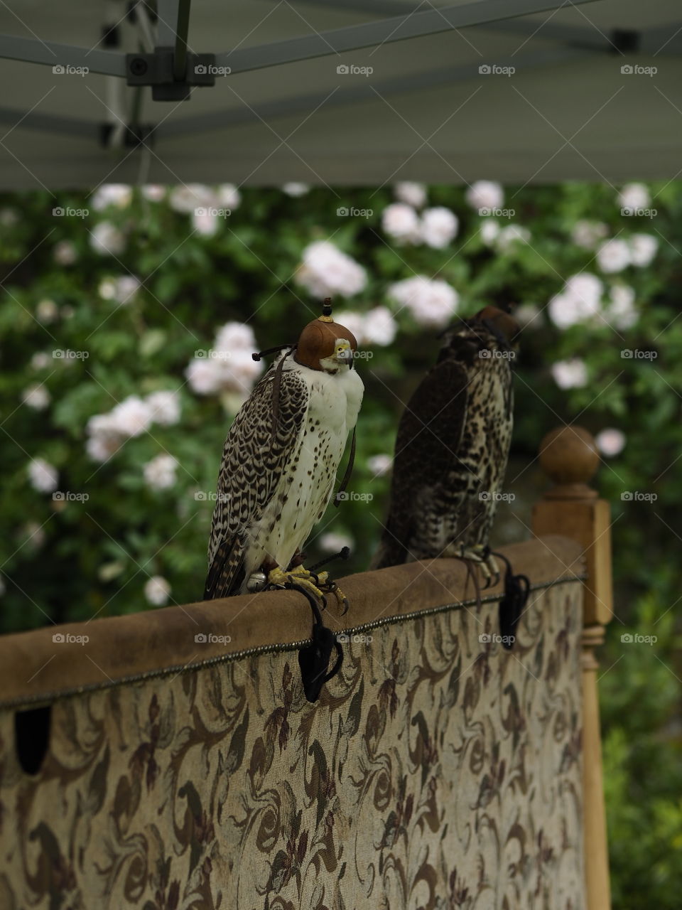 Bird. Bird of prey