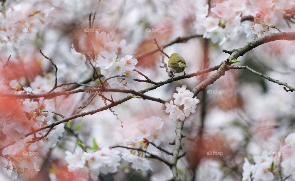 樱花树上