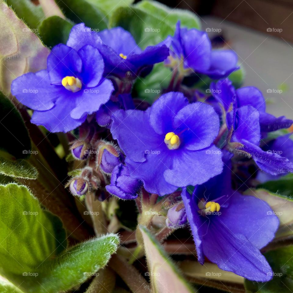 African violet, with flower buds underneath