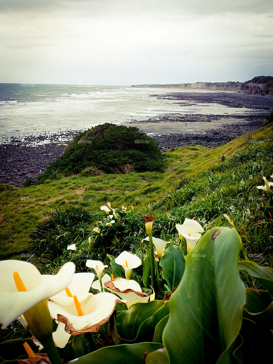 lillies by the ocean