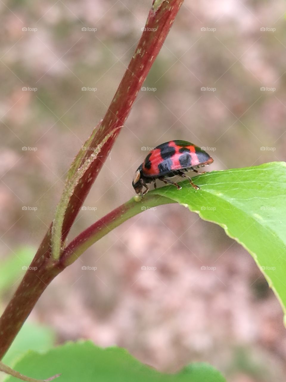lady bug