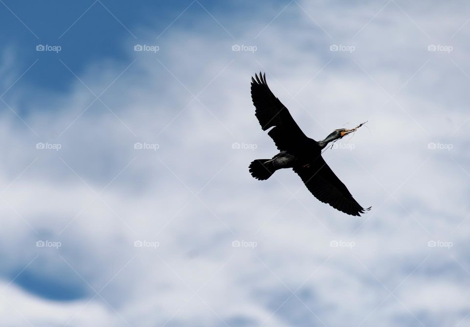Cormorant in flight carrying weeds in its beak to build nest 