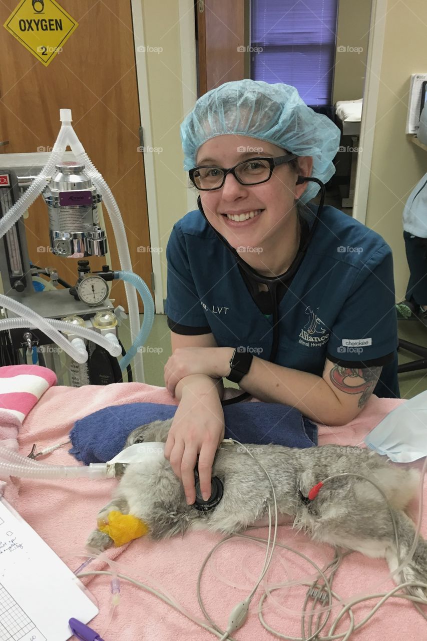 Performing anesthesia on a rabbit to have her spayed. 