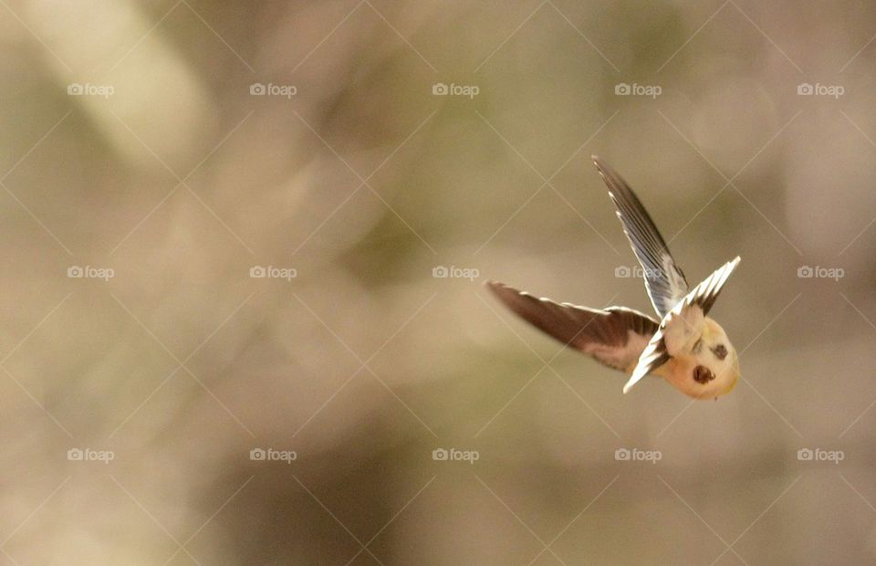 North End of a Southbound Bird 