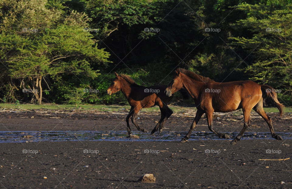 Horse playing ground and little run. As way method of their released . The horse playing in mind to run , walking on free at the field mud of lowland . Grounding method feeding area of them . Reach free to the feed for many kinds of plants .