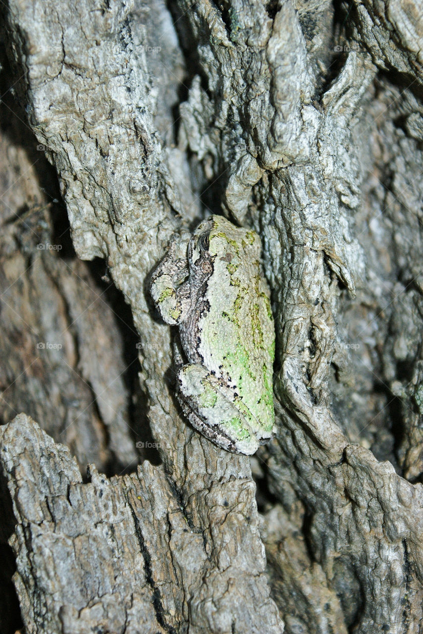 green nature tree trees by somebeach