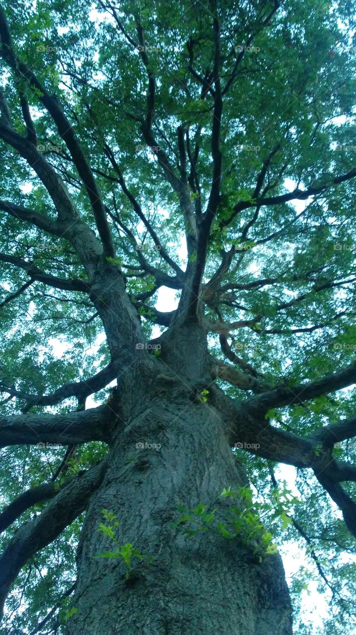 Tree, Wood, Landscape, Nature, Leaf