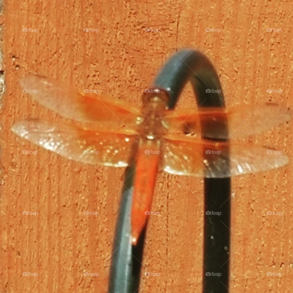 Orange..... dragonfly at home.