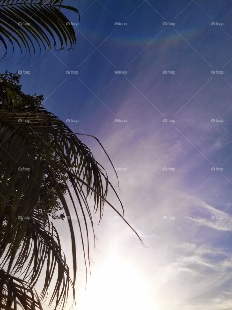 palm fron sky . sky 