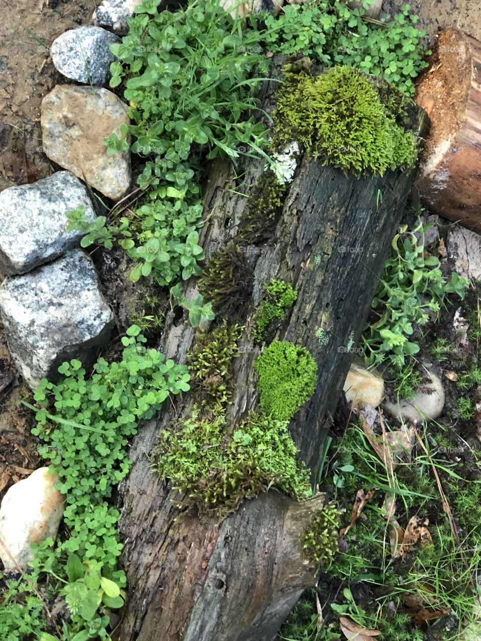 Beautiful moss ❤️