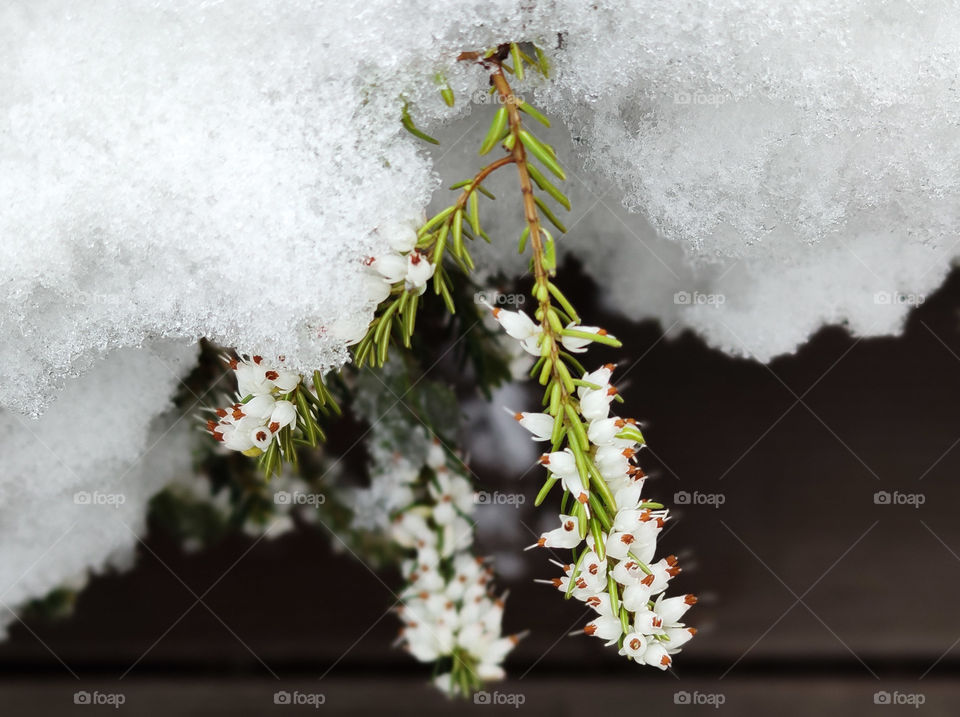 Sping flowers in snow