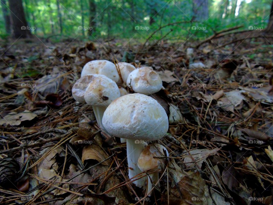 Spotted Toughshank, Rhodocollybia maculata, inedible fungi