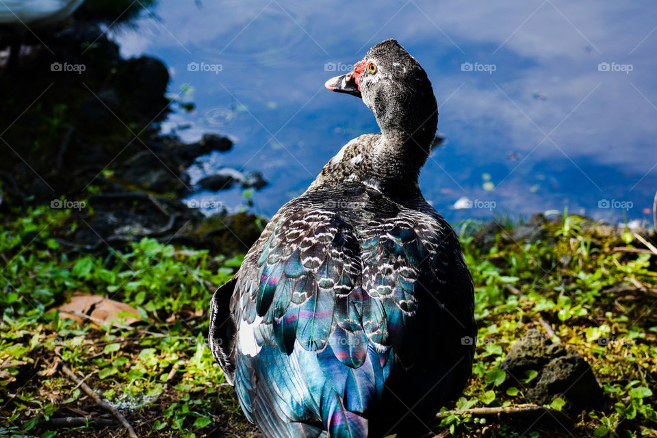 A colorful duck alongside the water at Wailoa River State Park in Hilo, Hawaii.