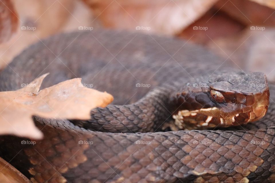 Cottonmouth