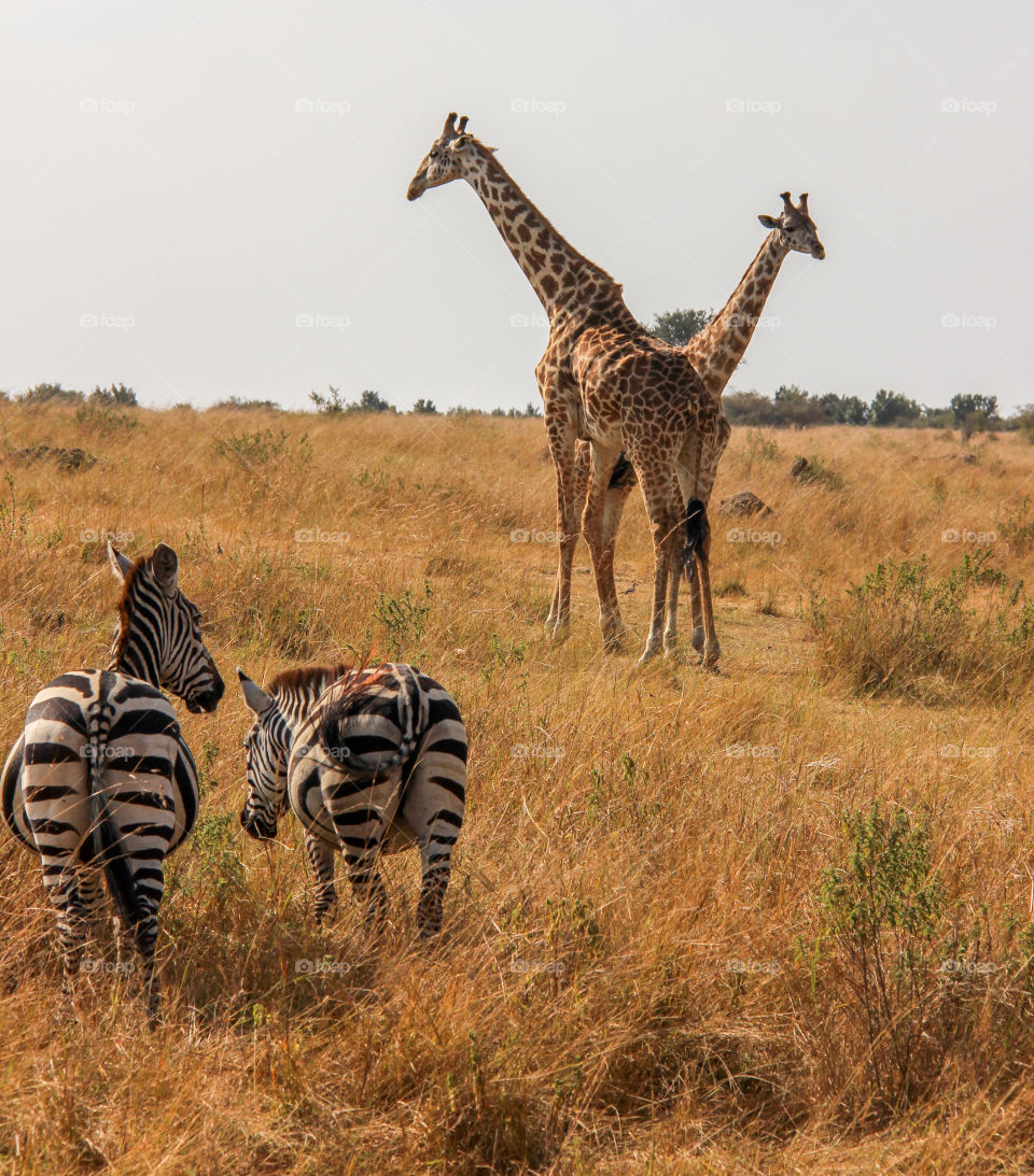Giraffes and zebra in the Masai Mara 