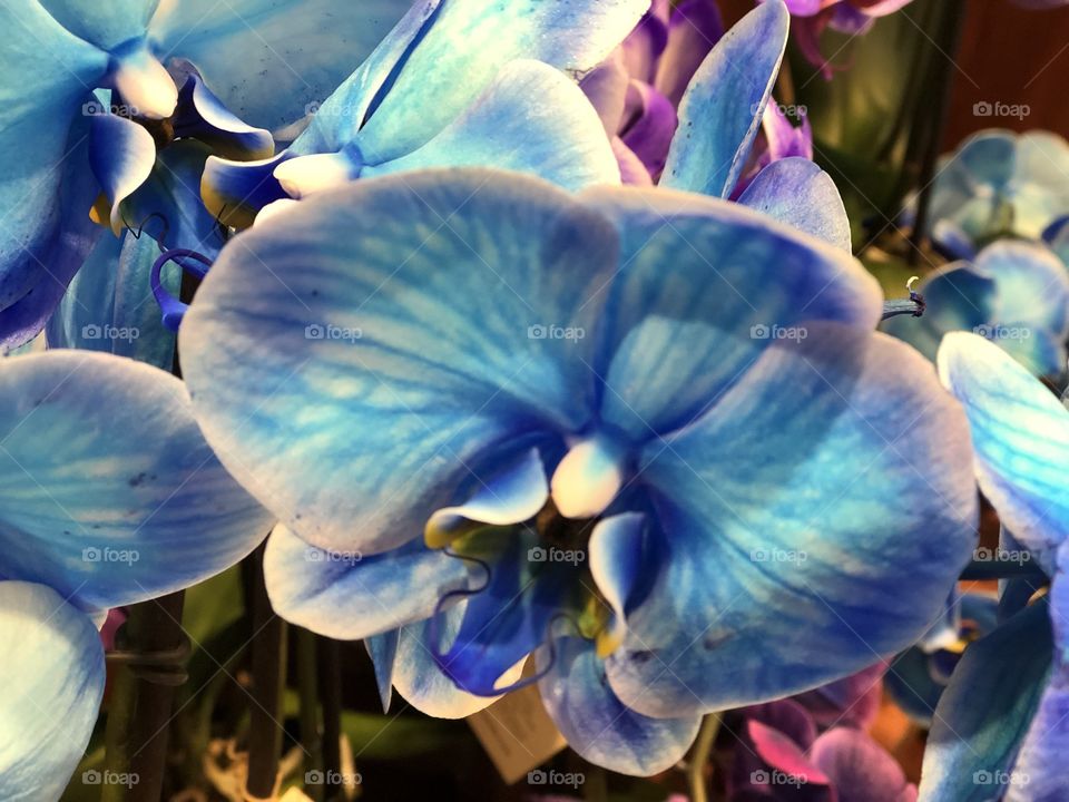 Blue Orchid