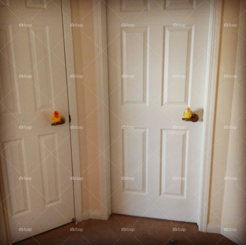 lovebirds sitting on door knobs