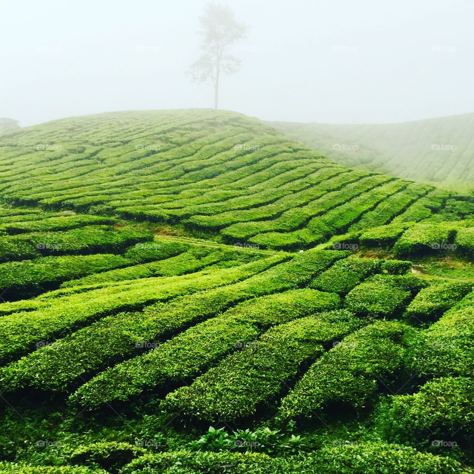 Tea farm 