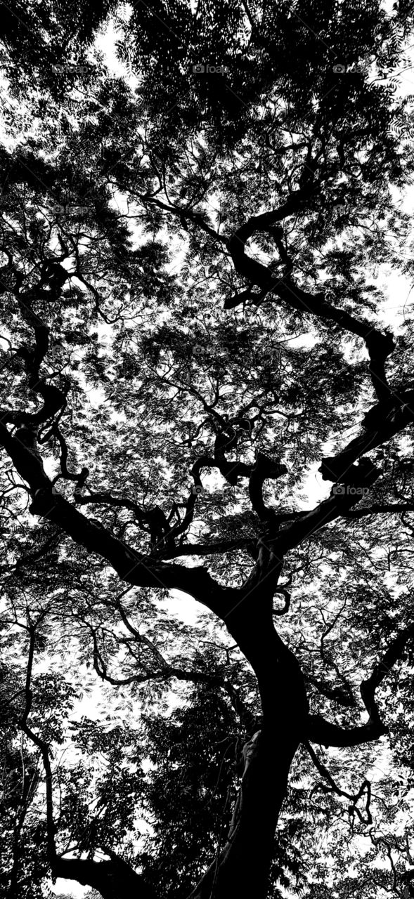 Black and white silhouette of an old tree spreading its branches and leaves.Bottom view captured.
