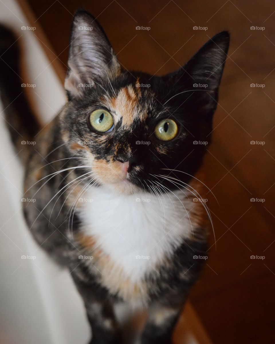 Sweet Itty Bit begging for treats! Silly girl is always begging for food! Getting bigger these days!