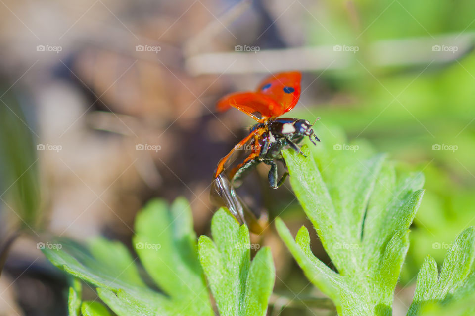 ladybird in green world