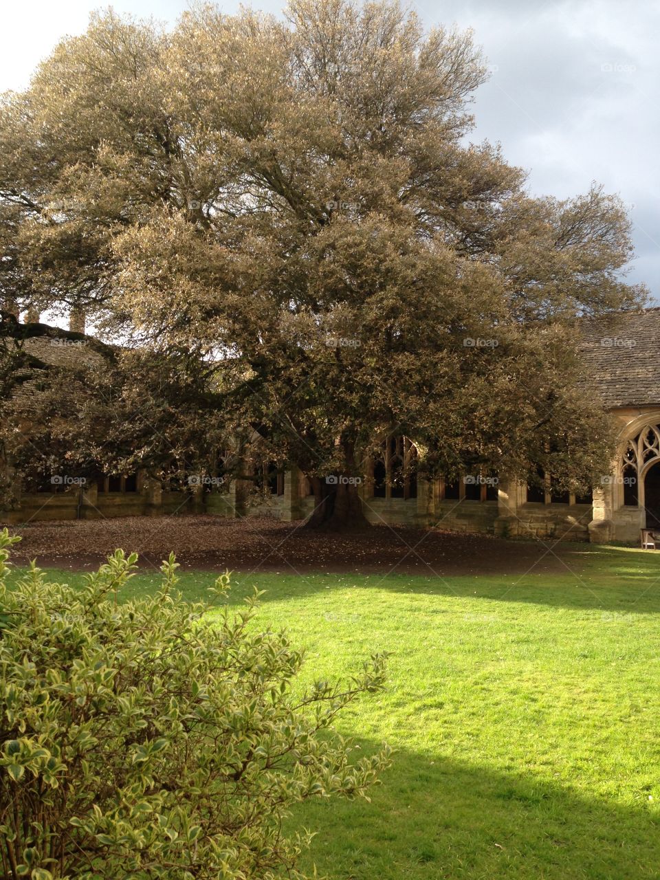 The tree of Harry Potter !!!