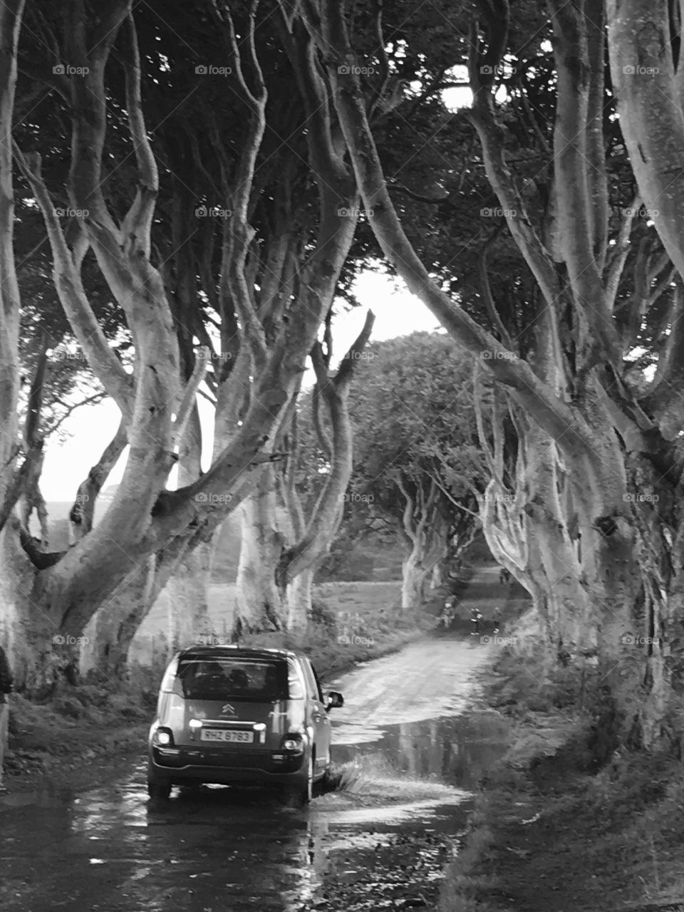 A black and white picture of a car driving through The Dark Hedge, a group of large, eerie looking trees in Northern Ireland 