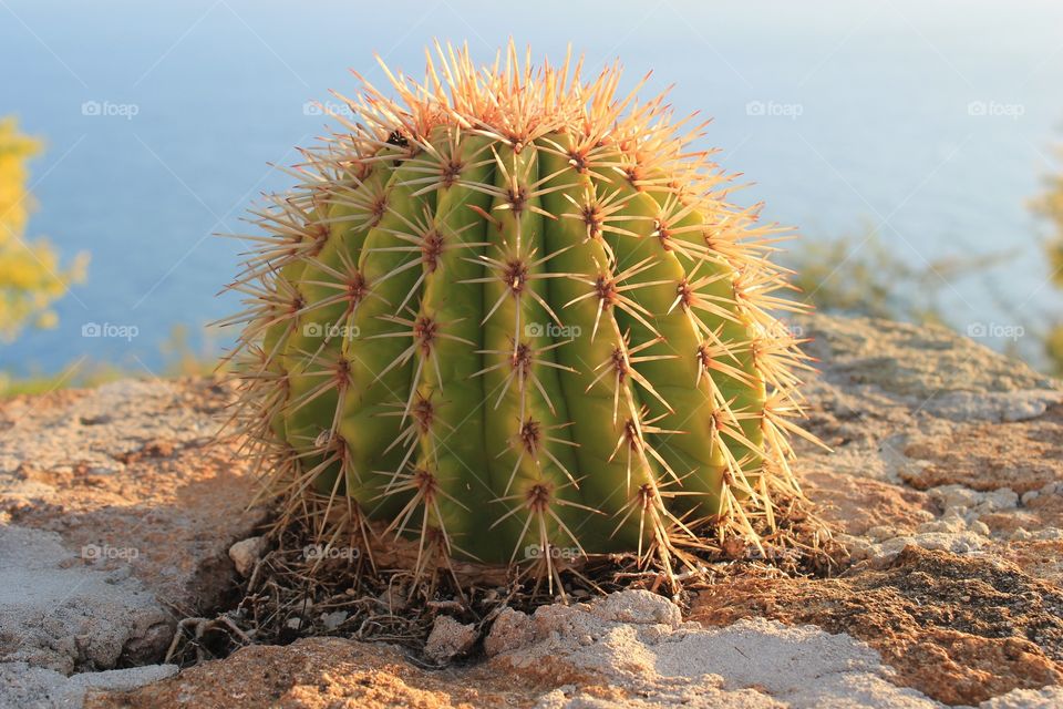 Cactus plant stone and ocean background