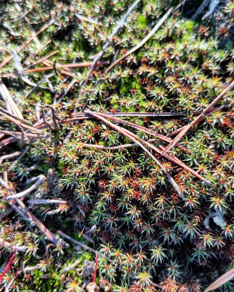 soft moss in the forest