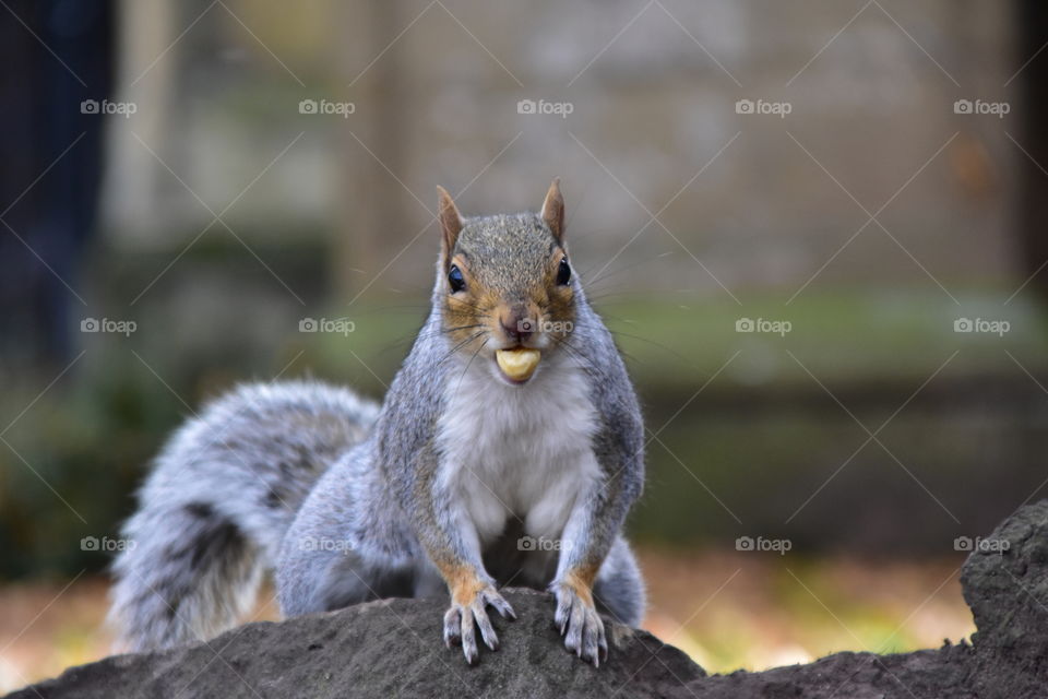 Grey squirrel with nut in his mouth 