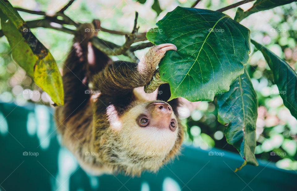 Baby sloth in Costa Rica