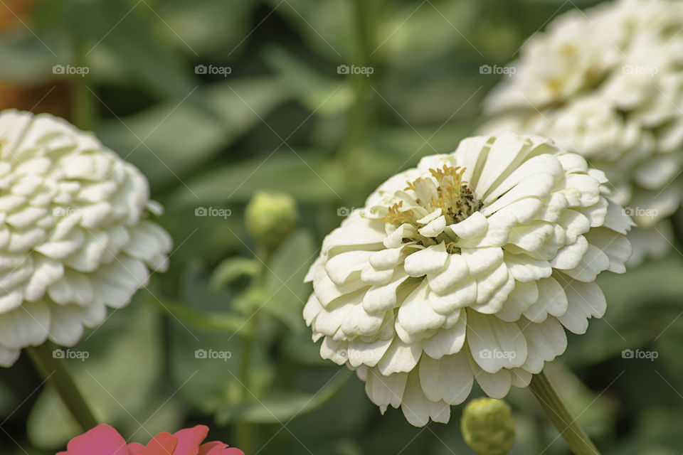 White Zinnia Bright colors attract insects.