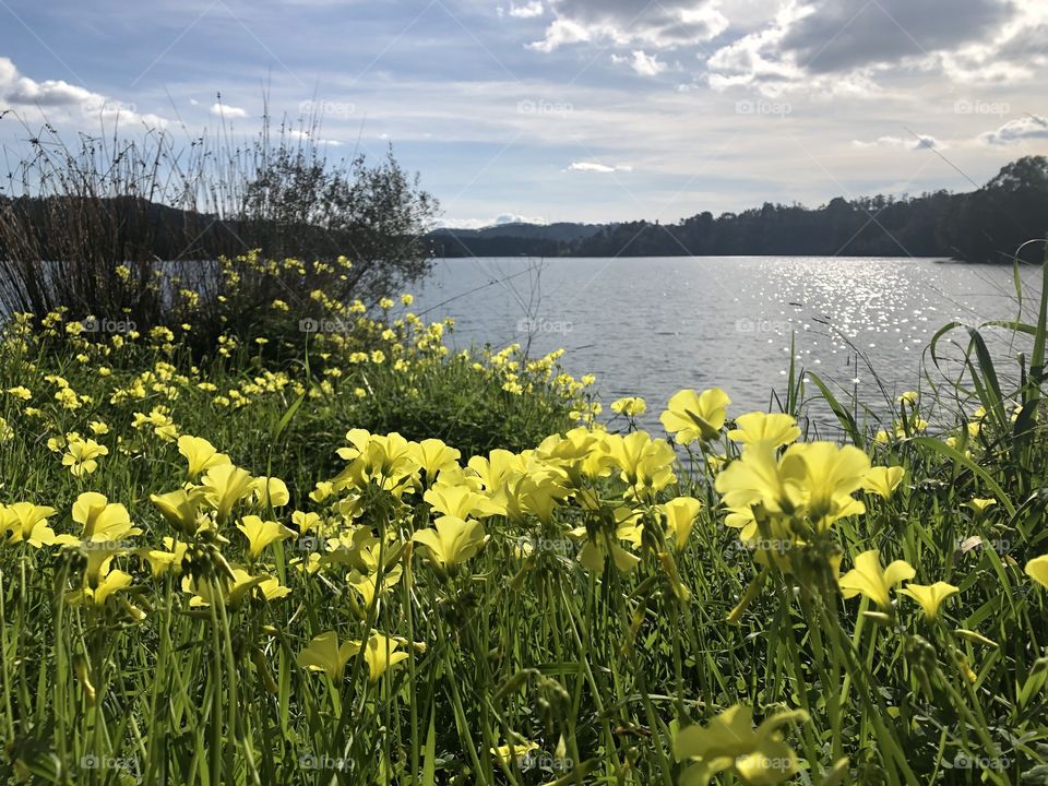 Bright yellow flowers sit aside a calm river on a spring day, with gentle white clouds in the blue sky - #nofilters, #truephotos, true nature