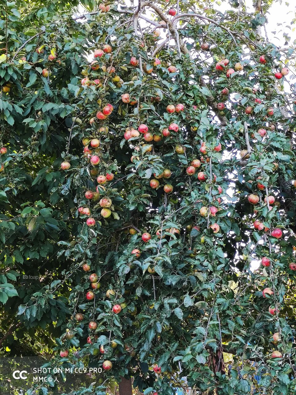 fruit and vegetable series