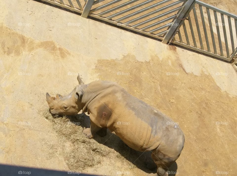 Rhino